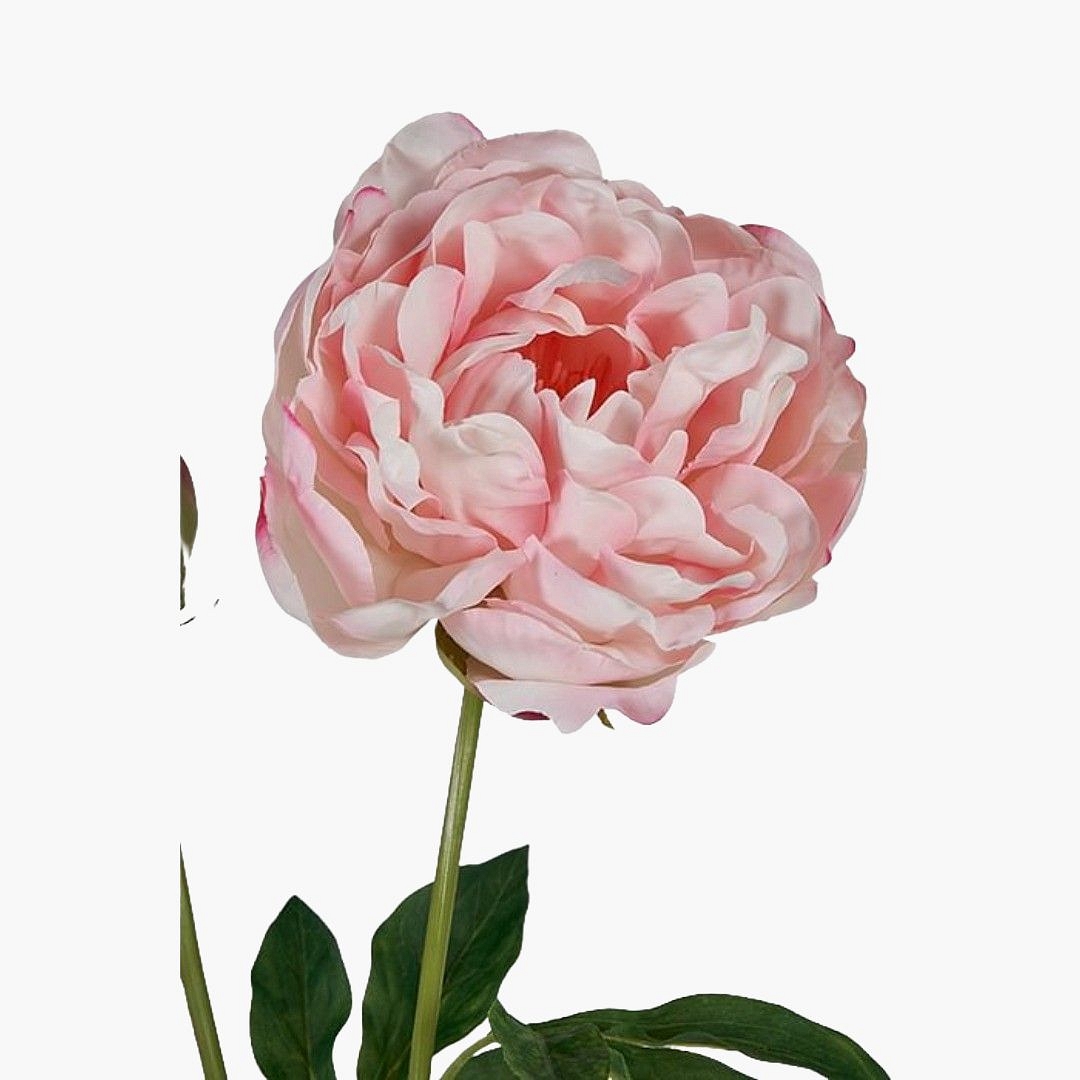 عطر peony زارا - فروشگاه اینترنتی زنبیل آنلاین | خرید اینترنتی ارزان